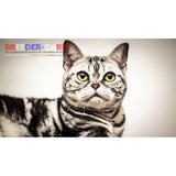 SHOW & TRAVEL KIT (SHORTHAIRS PET GROOMING)